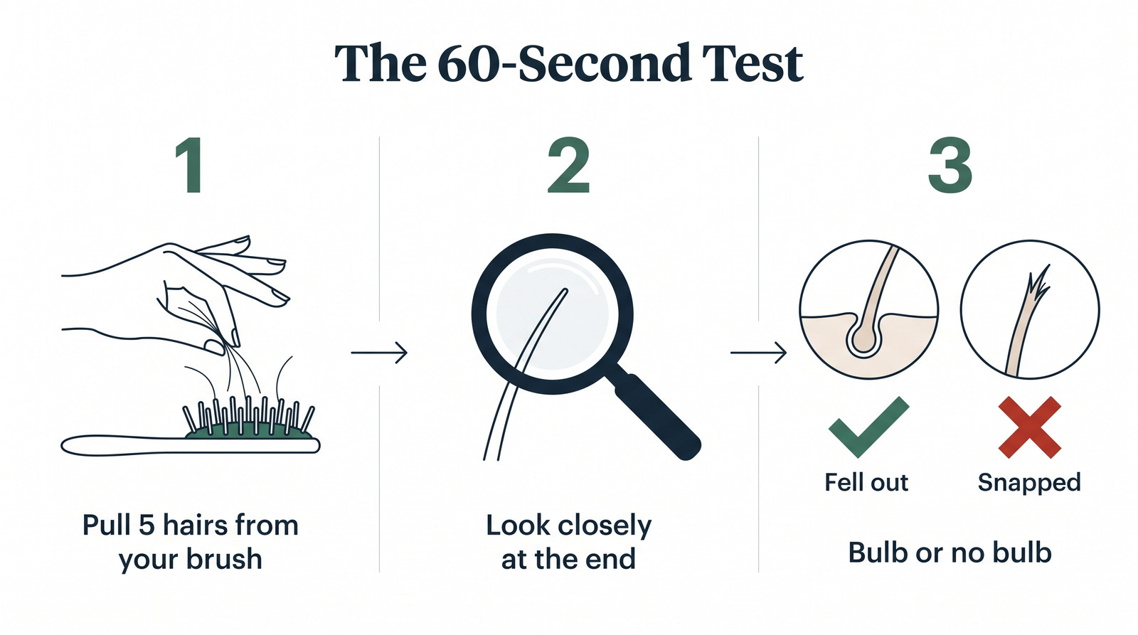 The 60-second test: pull five hairs from your brush, look at the end, check for a bulb